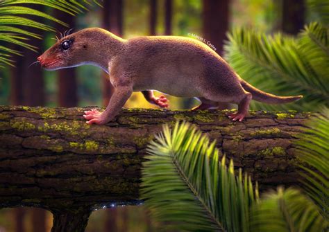Eucynodontia .